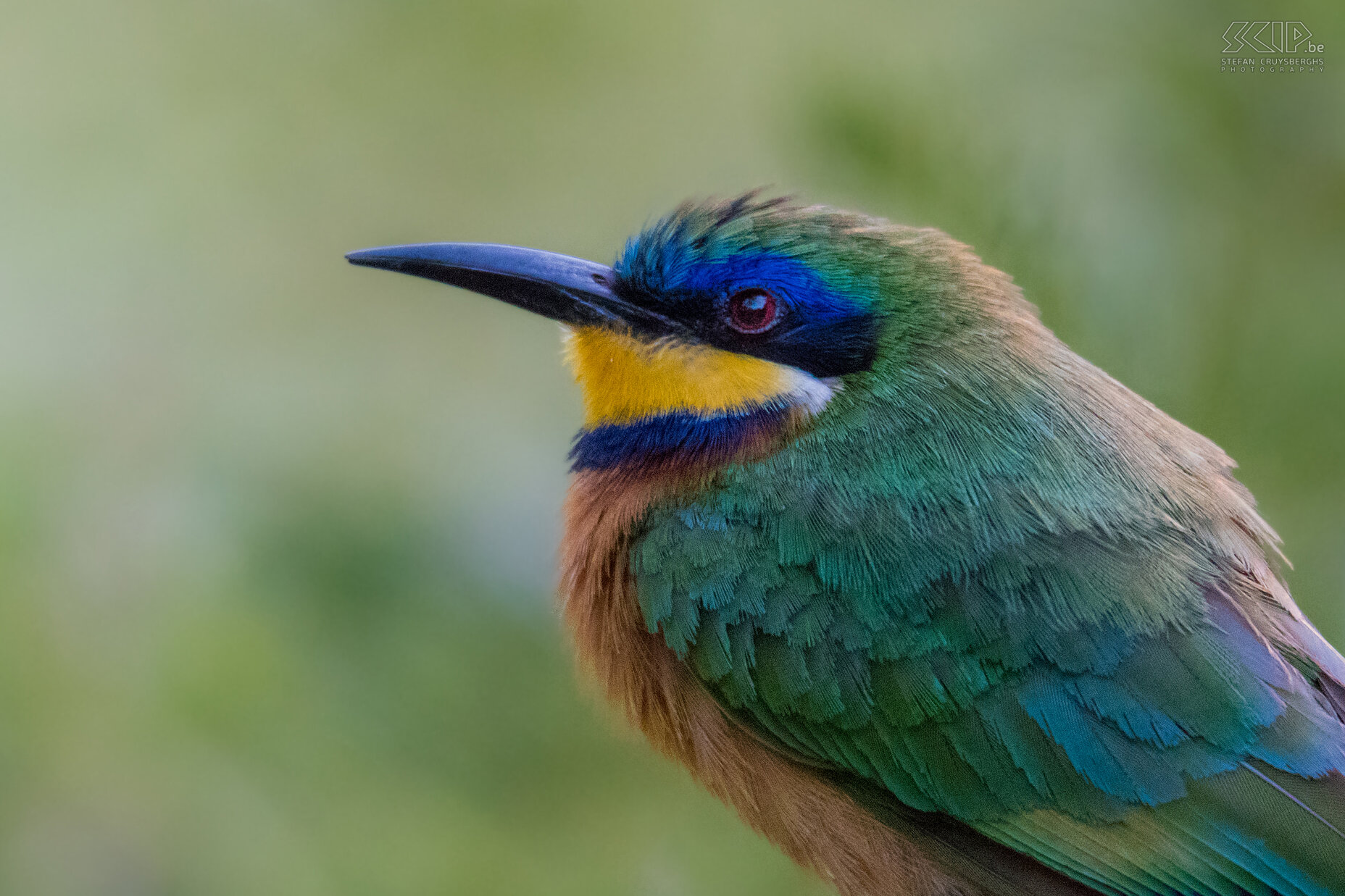 Debre Zeit - Blauwborstbijeneter Close-up van een kleurrijke Blauwborstbijeneter (Blue-breasted bee-eater, Merops variegatus) Stefan Cruysberghs